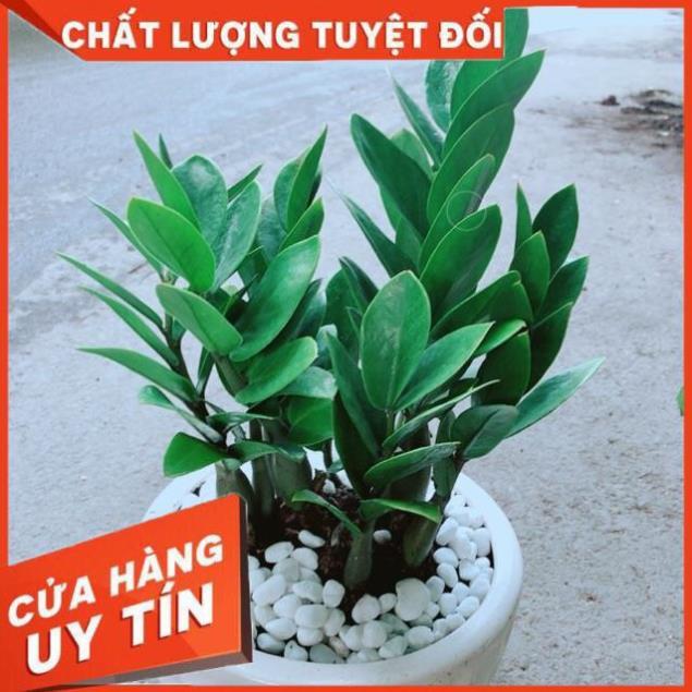 Chậu Kim Tiền