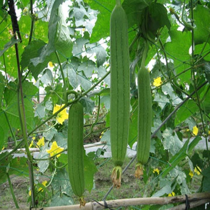 Hạt Giống Mướp Hương Thái Lan F1 Cực Thơm Sai Trái Trồng Quanh Năm Gói 1G 10Hạt - Khu Vườn Ban Công
