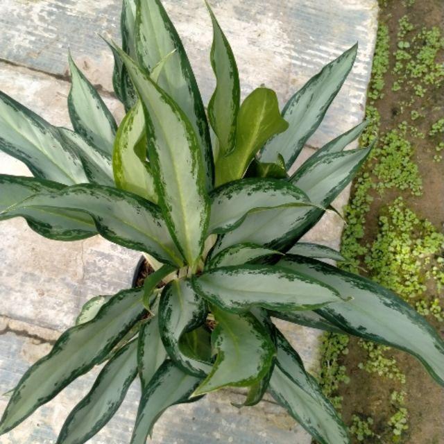 CHẬU CÂY GIỮ TIỀN