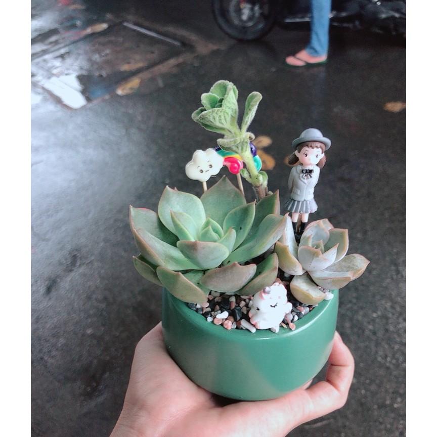 Chậu sen đá tiểu cảnh 3