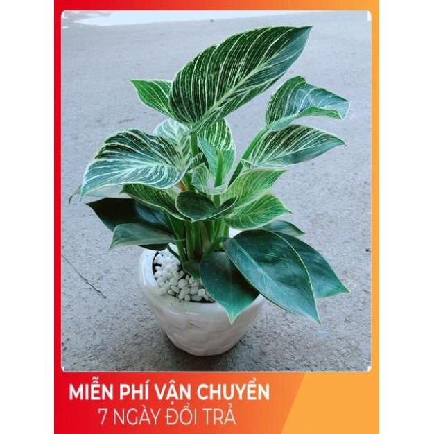 Chậu Trầu Bà Hoàng Kim