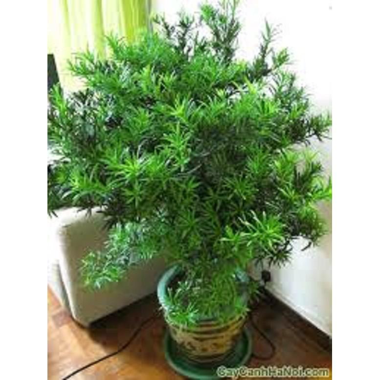 CÂY GIỐNG TÙNG LA HÁN - CÂY NHỎ