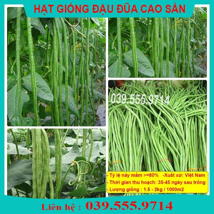 Hạt giống Đậu Đũa Cao Sản Quả Dài 100gram