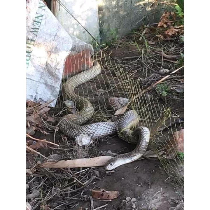 50m lưới bẫy rắn lỗ 4 phân bẫy rắn từ 0.4kg tới 2kg cao 50cm ( 1 tay dài 10m , 50m được 5 tay ) lười dù thái.