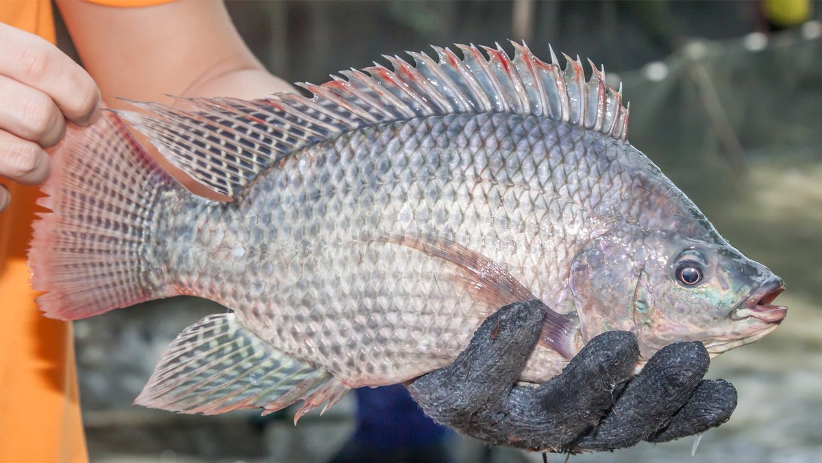 Cá Rô Phi Sống Size 1-1,5kg
