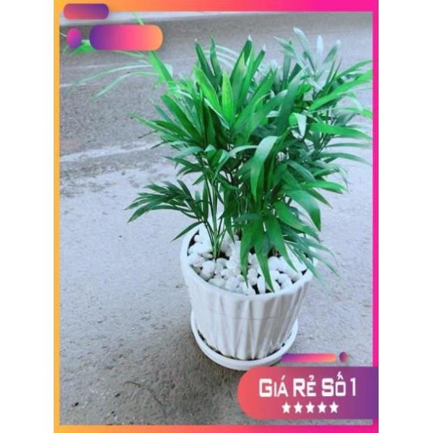 Chậu Cây Cau Tiểu Trâm