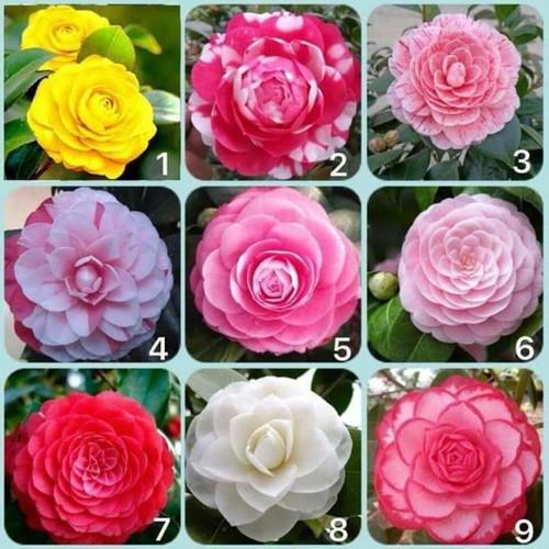 Hạt giống hoa Trà My nhật bản nhiều màu dễ trồng Camellia seeds