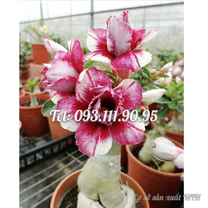 Hạt giống hoa sứ kép Thái Lan màu đỏ sẫm - Bịch 10 hạt – Mã số 1764