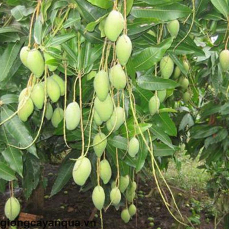 CÂY GIỐNG XOÀI TƯỢNG SIÊU SỚM