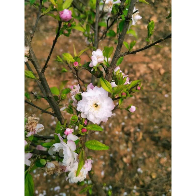 Cây giống nhất chi mai cao 15cm