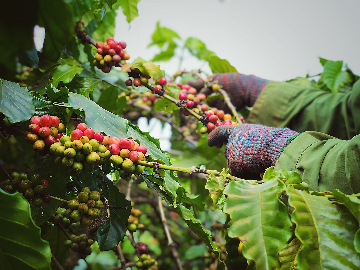 Cà phê Robusta Rang Xay nguyên chất 500g - The Kaffeine Coffee