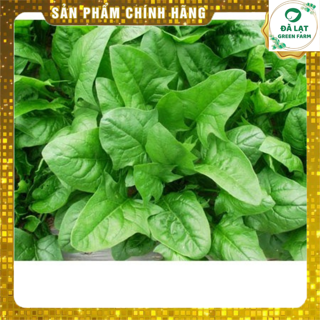 Hạt giống Cải Bó Xôi - 5Gram (nảy mầm chuẩn)