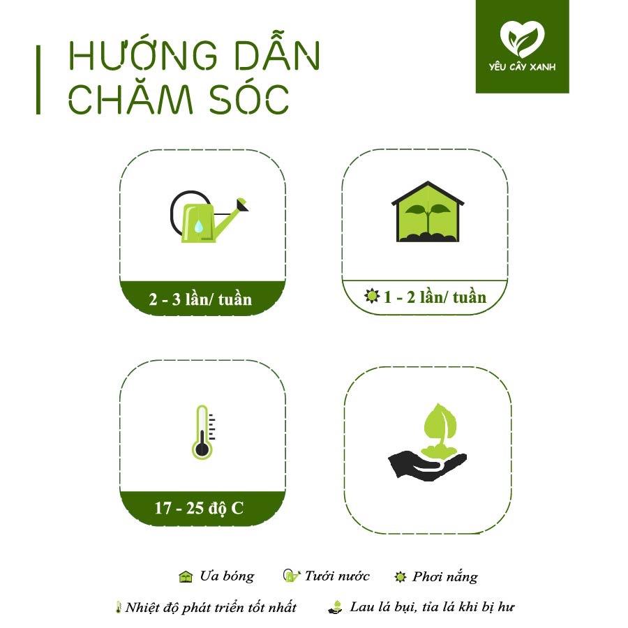 Cây Cẩm Nhung - Fittonia - Lá May Mắn