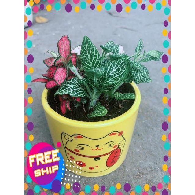 Chậu Cẩm Nhung Xanh+Đỏ+Hồng