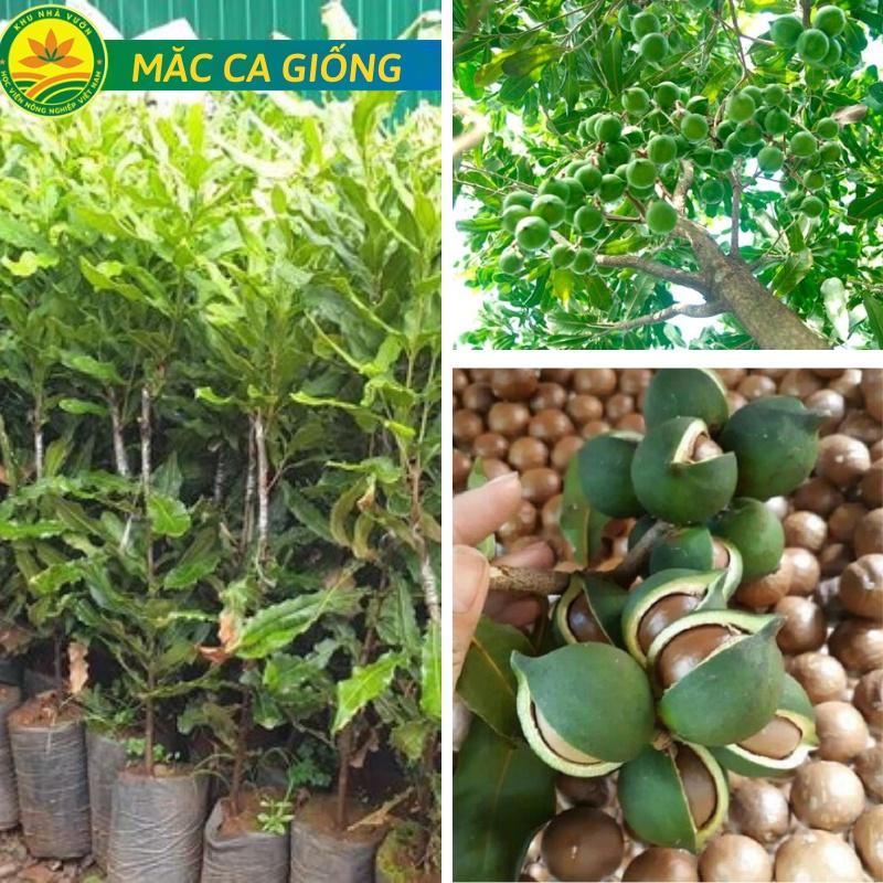 Cây Mắc Ca giống, loại cây cho hạt siêu ngon rất được ưa chuộng hiện nay siêu khỏe, ít sâu bệnh