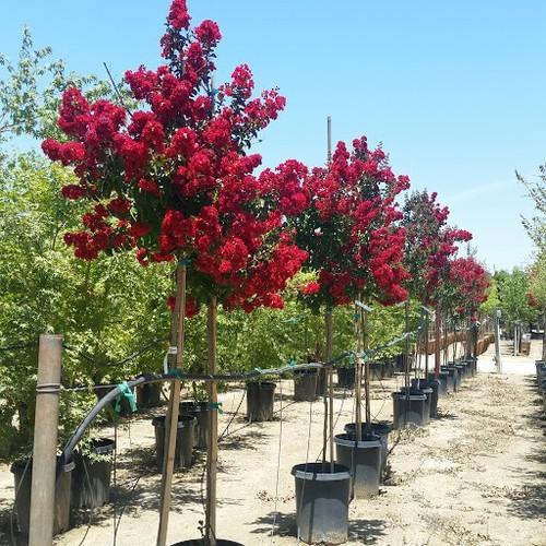 BẦU CÂY GIỐNG TƯỜNG VI HUYẾT LONG