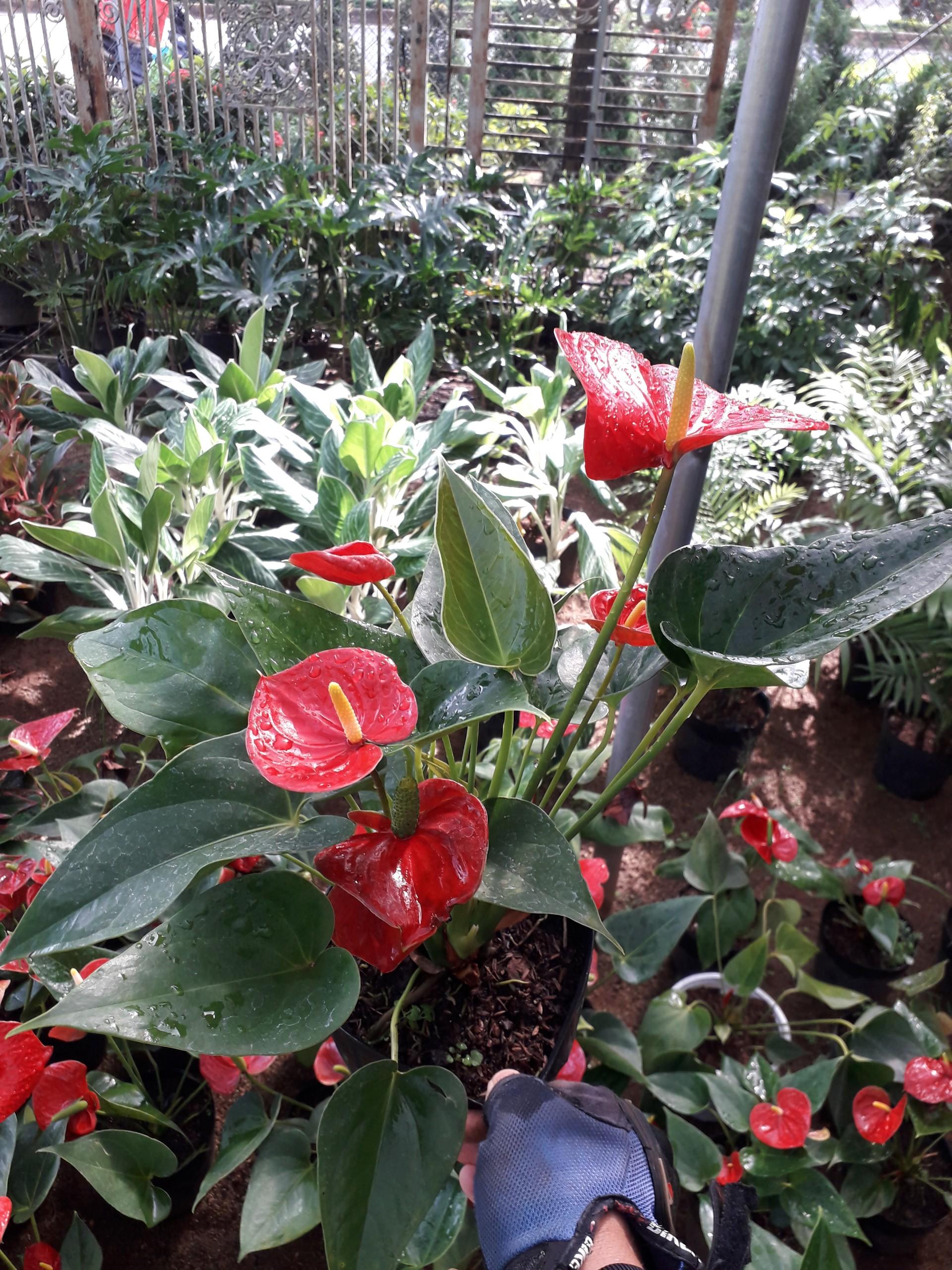 COMBO 2 CÂY HỒNG MÔN