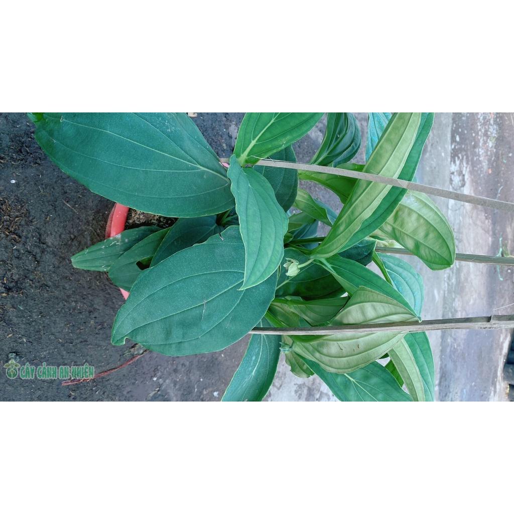 Cây Hòn Ngọc Viễn Đông