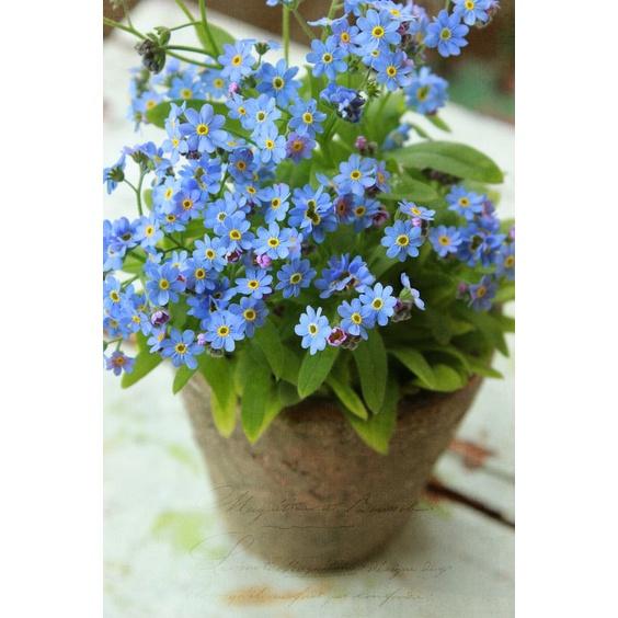 HẠT GIỐNG HOA LƯU LY – 50 HẠT/GÓI- Đức