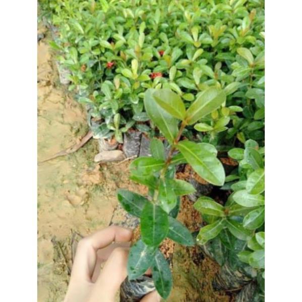 Cây giống mẫu đơn