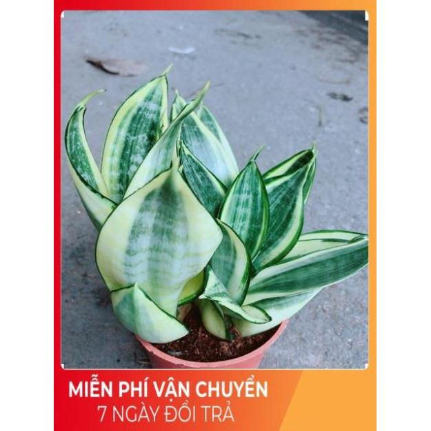 Lưỡi Hổ Thái Vàng