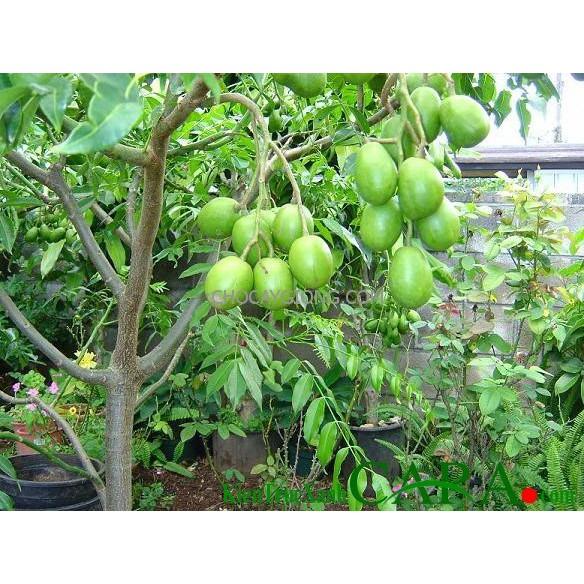 Cây Cóc Giống