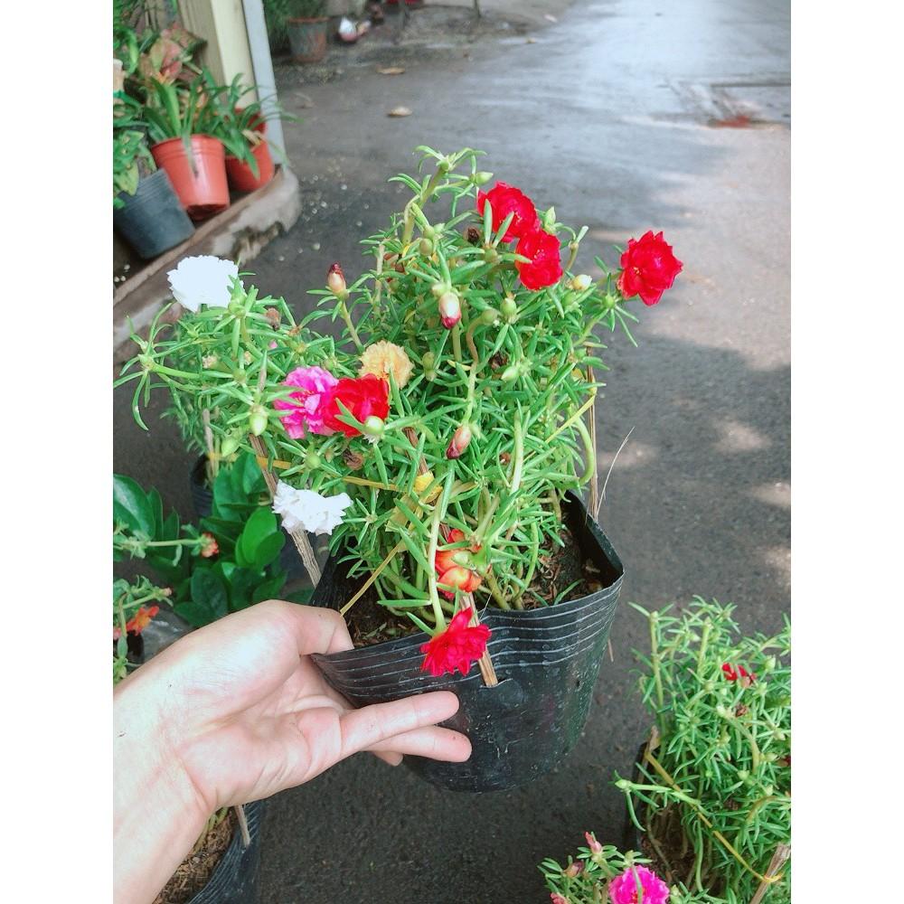 Hoa Mười Giờ Đẹp