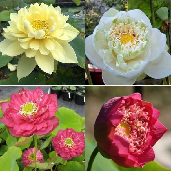 Combo 5 gói hạt giống hoa sen bách diệp các loại-gói 5 hạt-tặng kèm 1 gói kích thích nảy mầm