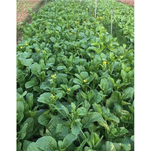 Hạt giống rau Cải ngồng xanh Mập dể trồng-gói 100gram/tặng kèm gói phân bón lót