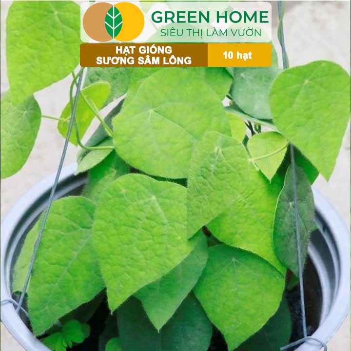 Hạt Giống Sương Sâm Lông GreenHome, Gói 10 hạt, Dễ Trồng Quanh Năm, Lá To, Thu Hoạch Nhanh R26