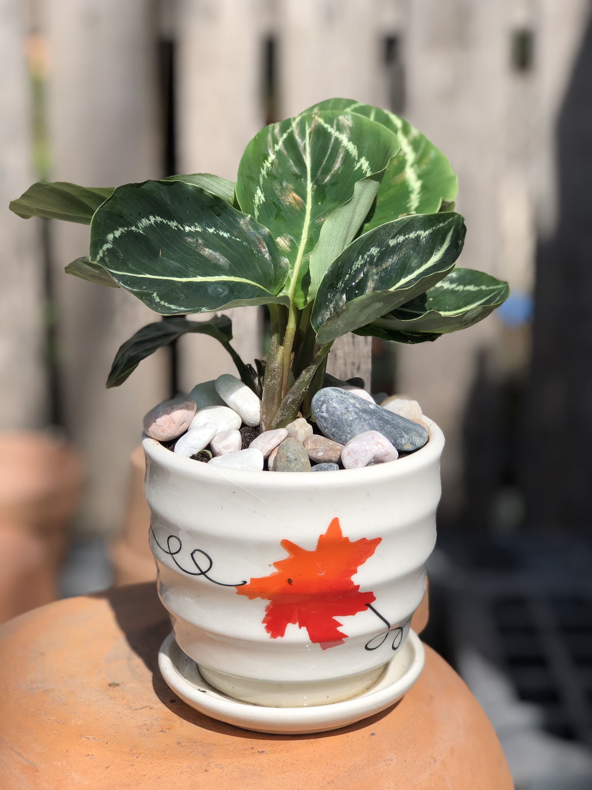 Chậu sứ cây Đuôi Công xanh để bàn