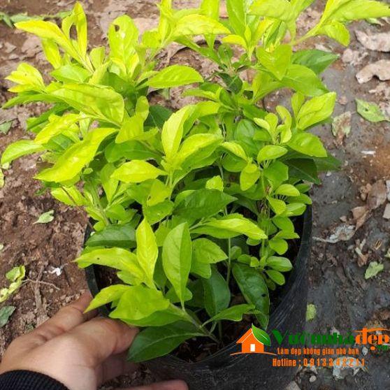 Cây giống chuỗi ngọc hoa tím