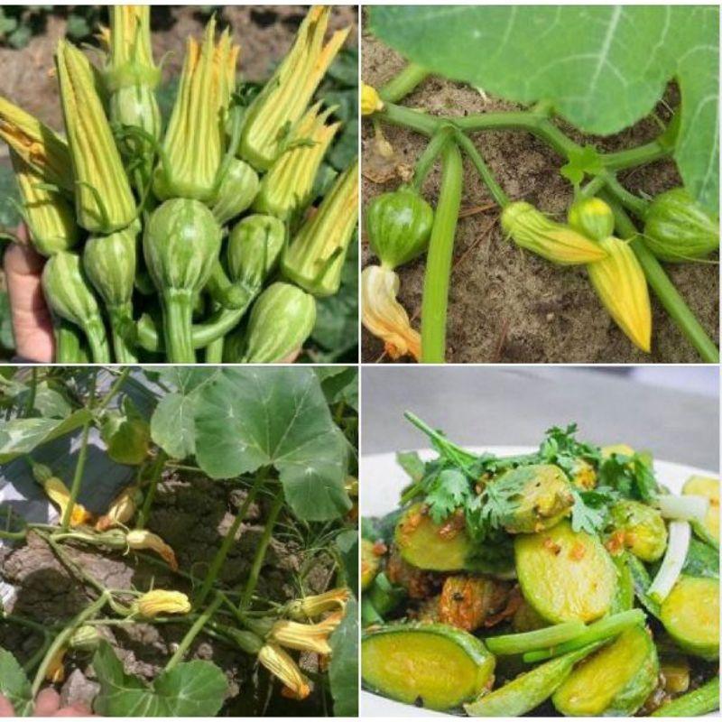 Hạt giống bí siêu nụ lai F1 dễ trồng, năng suất cao