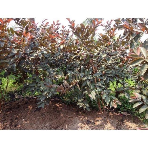 Sản phẩm ỔI TÍM MALAIXIA CHUẨN GIỐNG