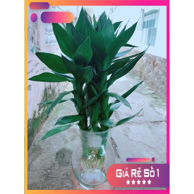 Chậu Phát Tài Búp Sen