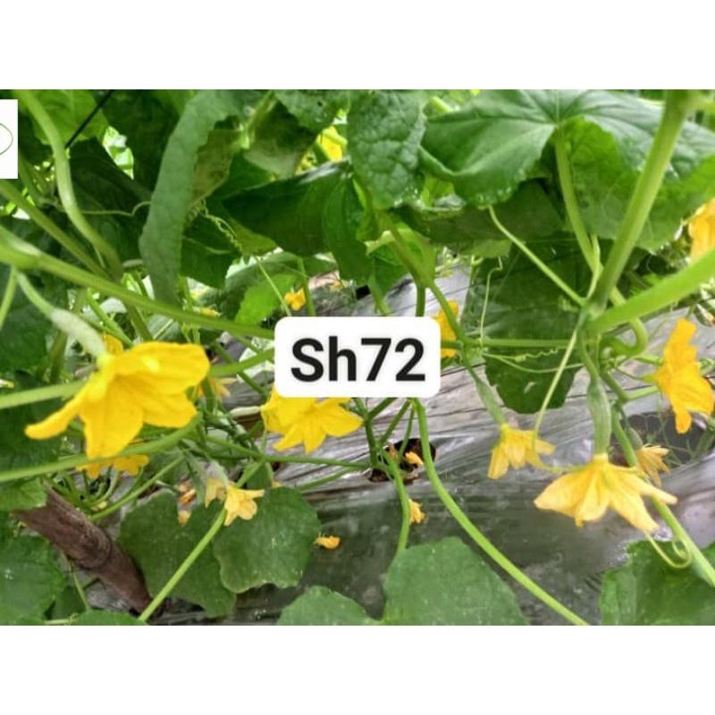 Hạt giống dưa leo F1 siêu bóng SH72 Sen Hồng 10g