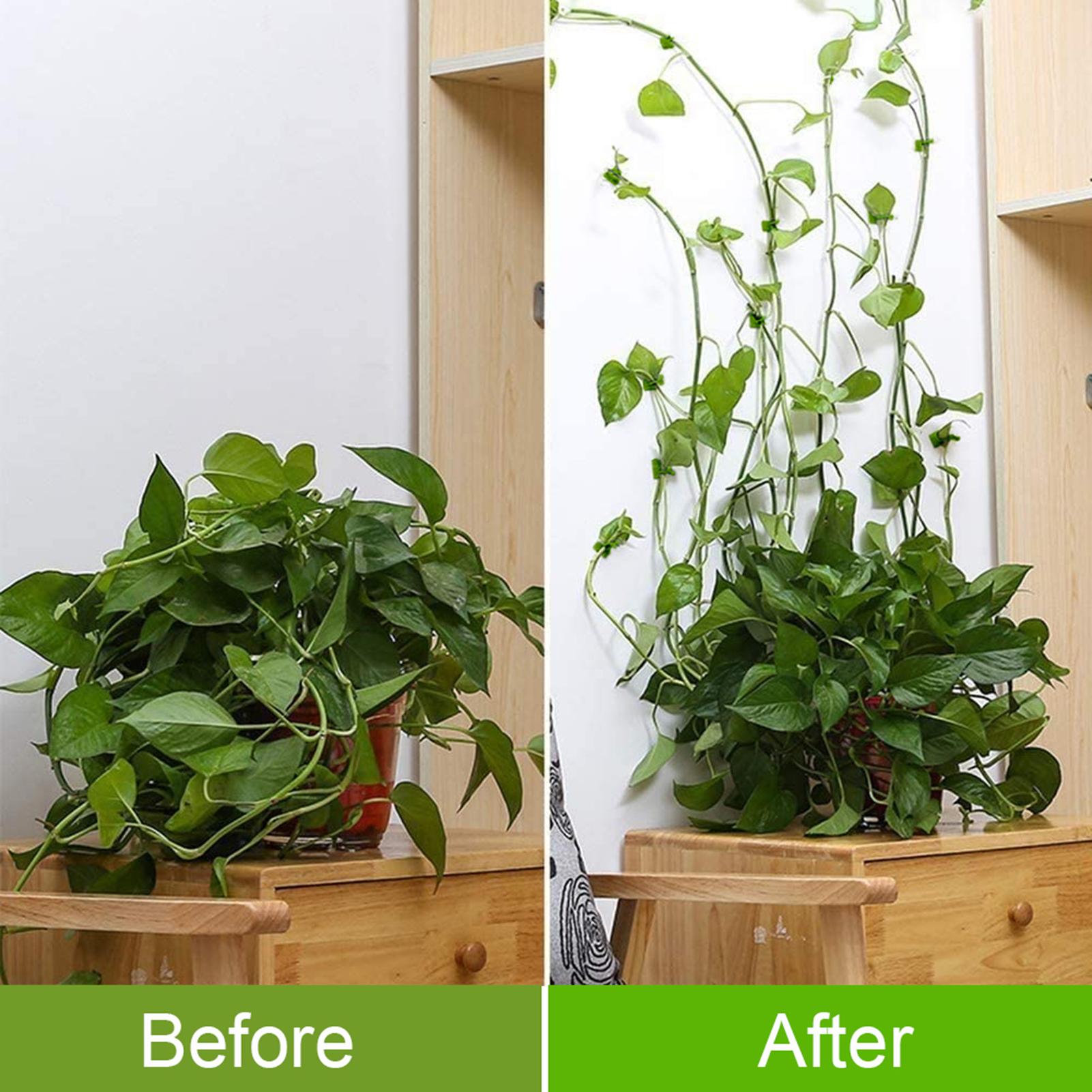 Giá treo tường có móc cố định