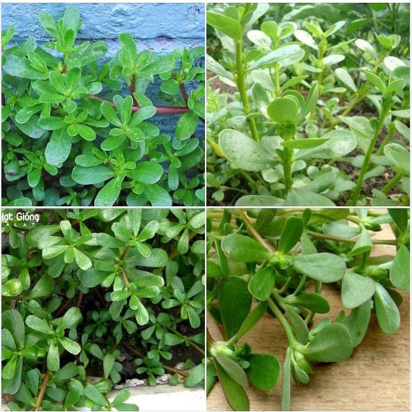 Hạt giống rau sam đất - Gói 2gram