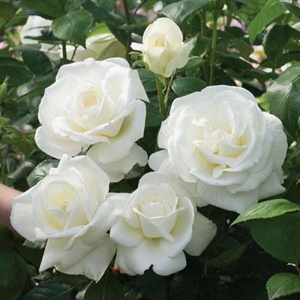 Hoa hồng ngoại William- bầu to cây lớn trưởng thành