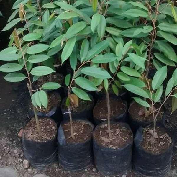 CÂY GIỐNG SẦU RIÊNG ÓC KHỈ