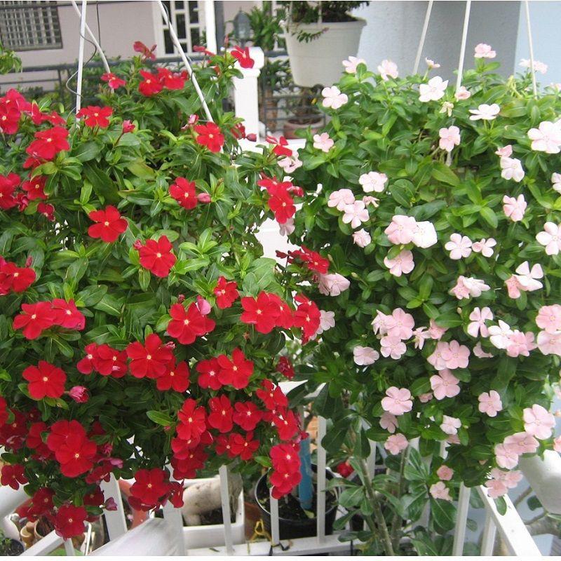 Hạt giống hoa dừa cạn rũ F1 - Vinca Pink F1
