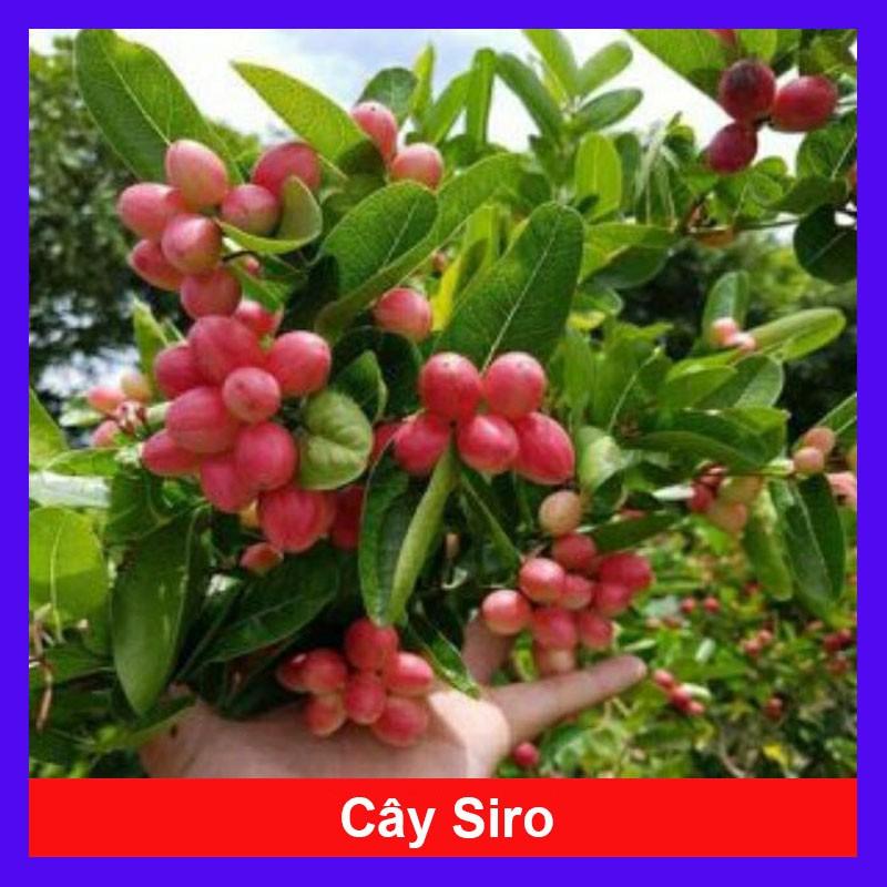 Cây Siro - Cây cảnh sân vườn + Tặng phân bón cho cây mau lớn