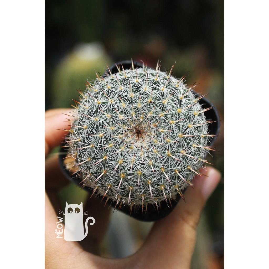 XƯƠNG RỒNG BÁNH SINH NHẬT NHỎ