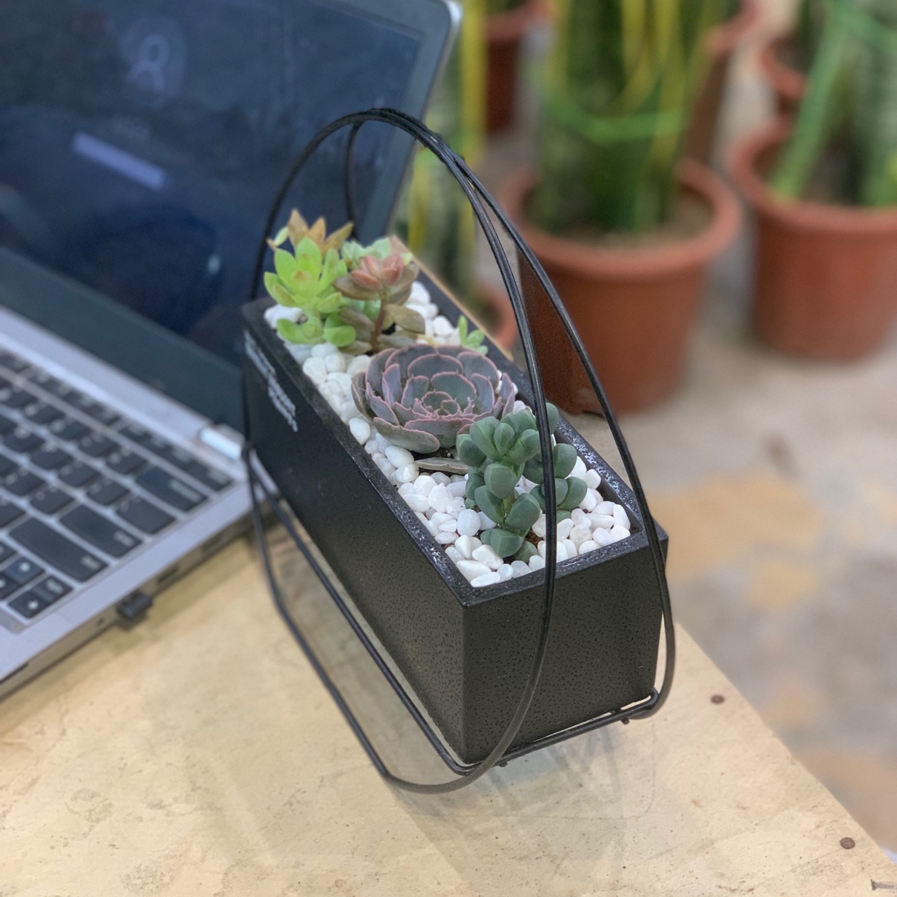 Terrarium, tiểu cảnh sen đá &amp; xương rồng mẫu 001