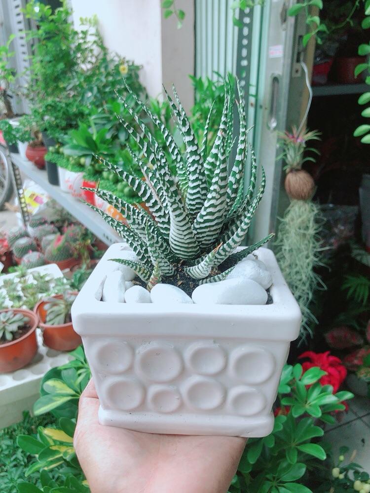 Chậu Cây Xương Rồng May Mắn