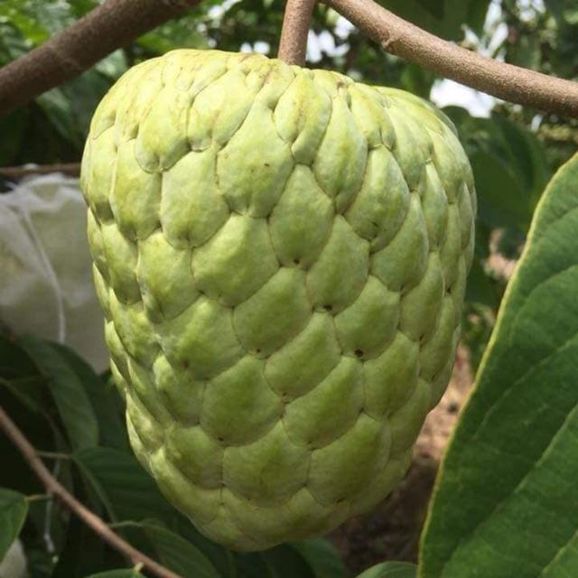 Cây giống na thái