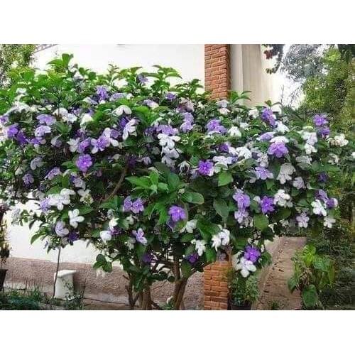 CÂY GIỐNG HOA NHÀI NHẬT