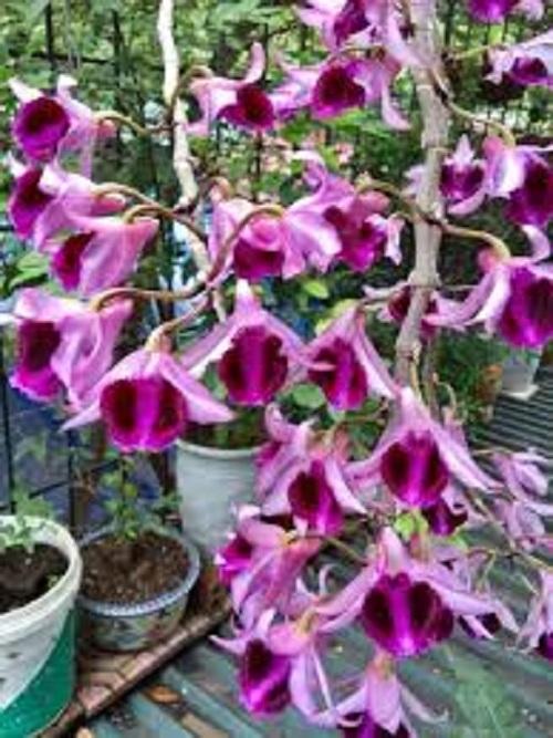 Phi điệp biệt mắt ngọc viễn đông, phi điệp đột biến mắt ngọc viễn đông, phi điệp cây mô hàng tuyển chọn