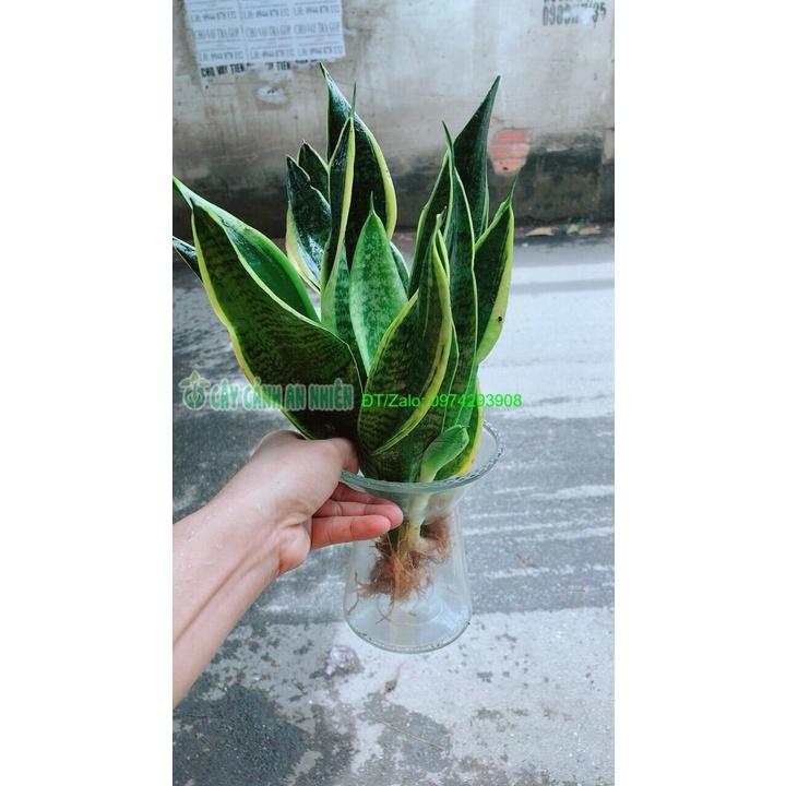 Chậu Lưỡi Hổ Thuỷ Sinh