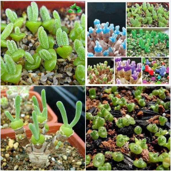 Combo 3 hạt giống cây cảnh mini